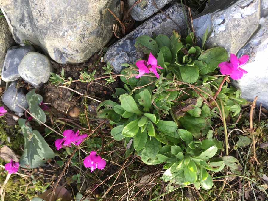 Alpenveilchen im Steingarten