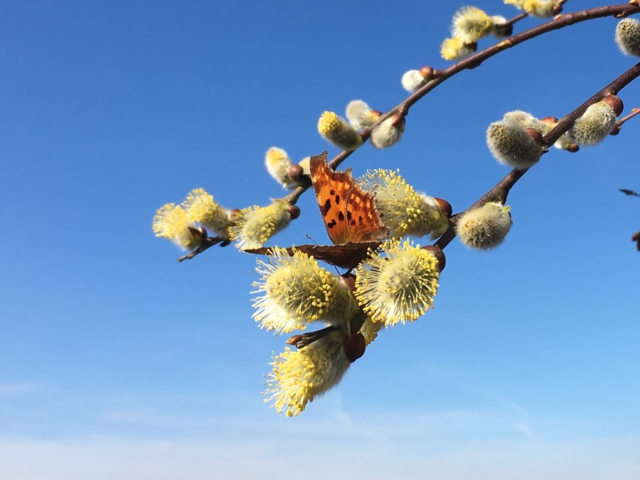 Schmetterling in der Hängeweide