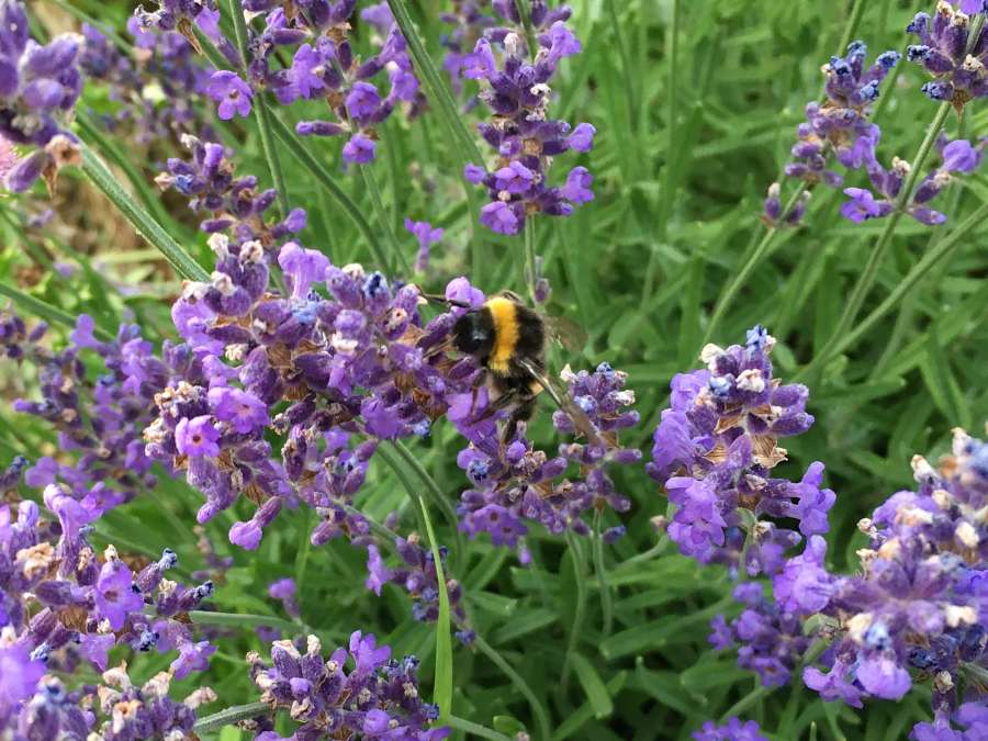 Hummel im Lavendel