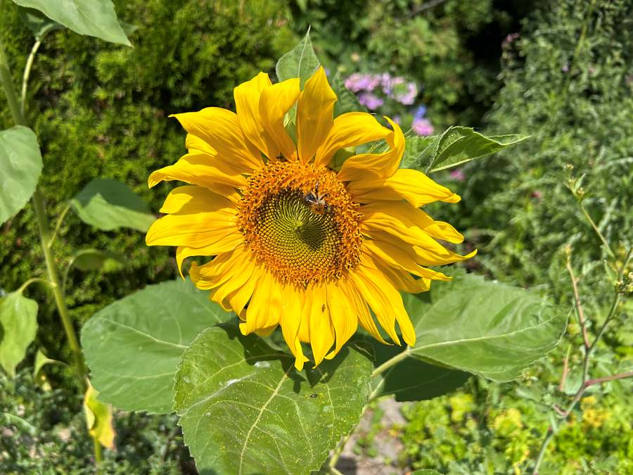 Sonnenblume mit Biene