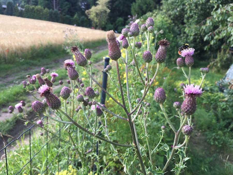 Magerbeet Naturgarten