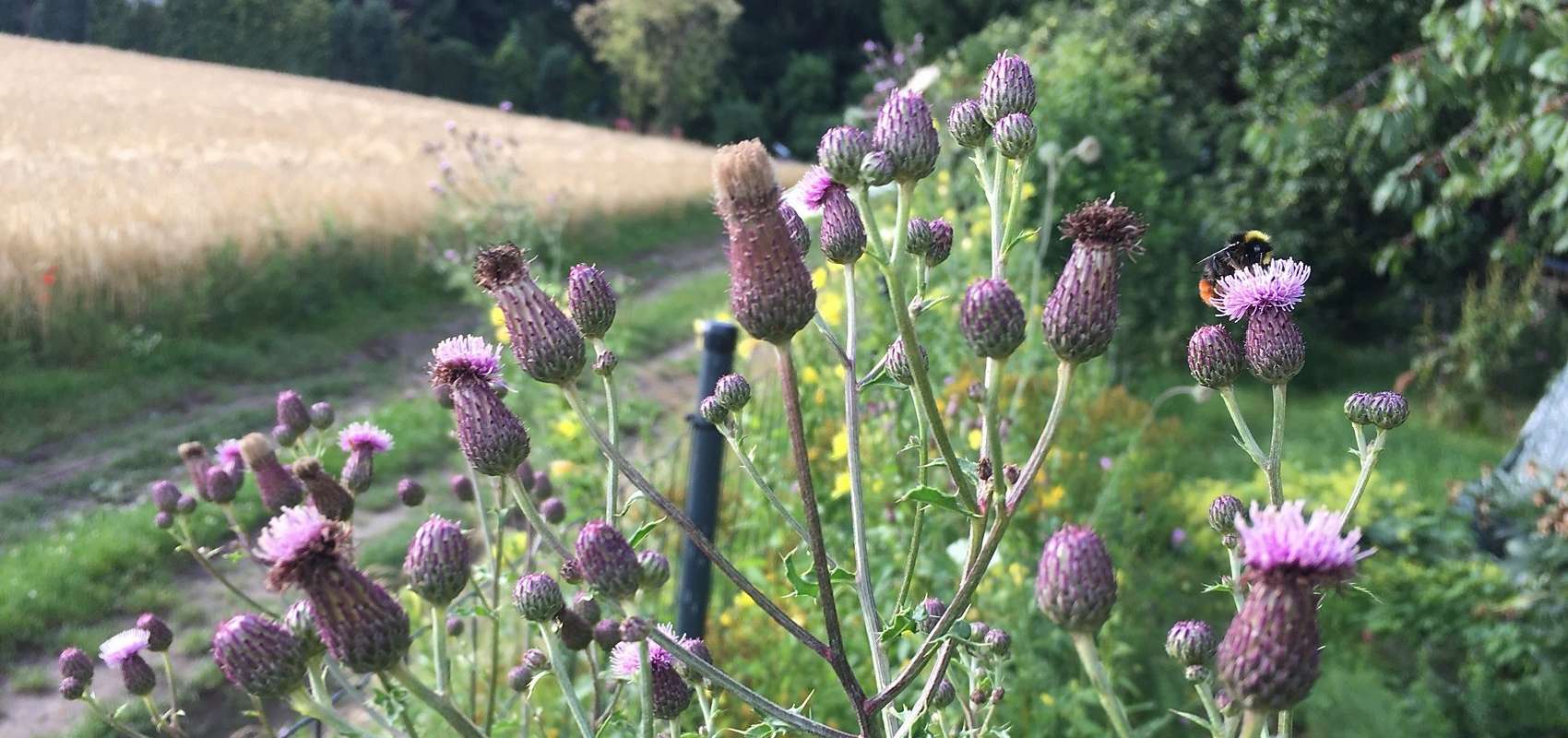 Magerbeet im Naturgarten