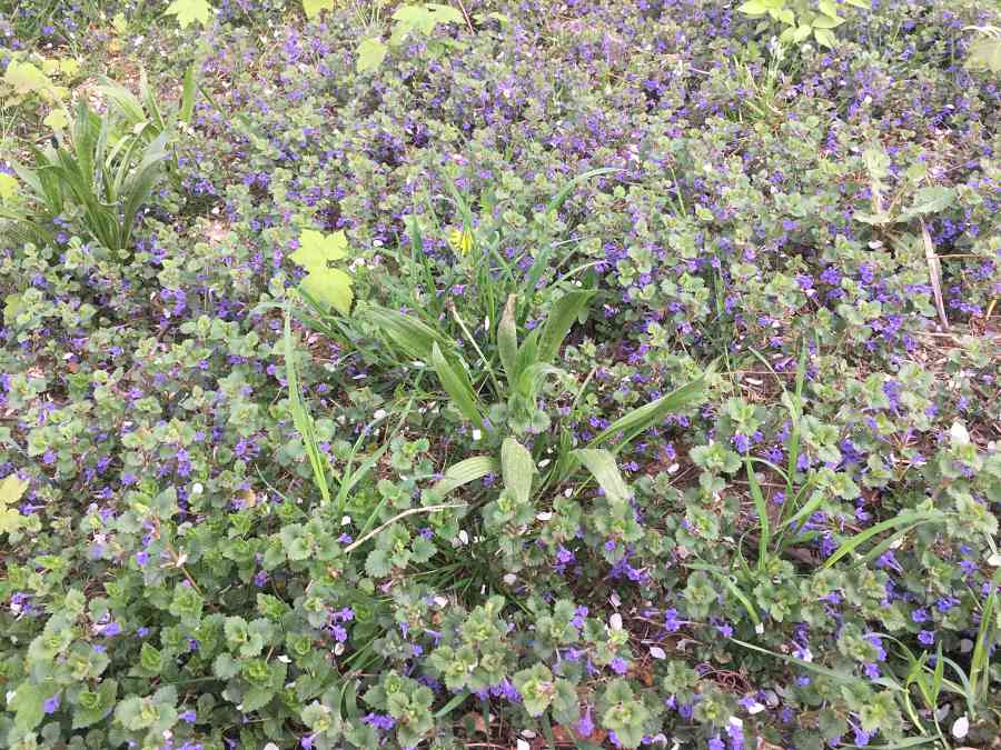 Blumenwiese statt Rasen