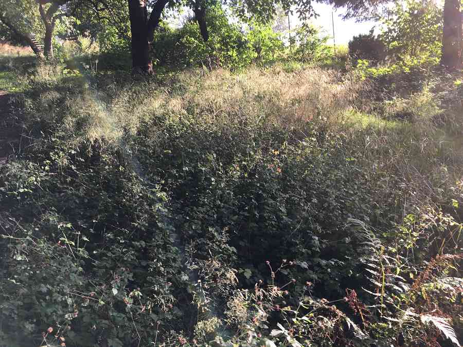 Zu dominante Pflanzen auf der Wiese