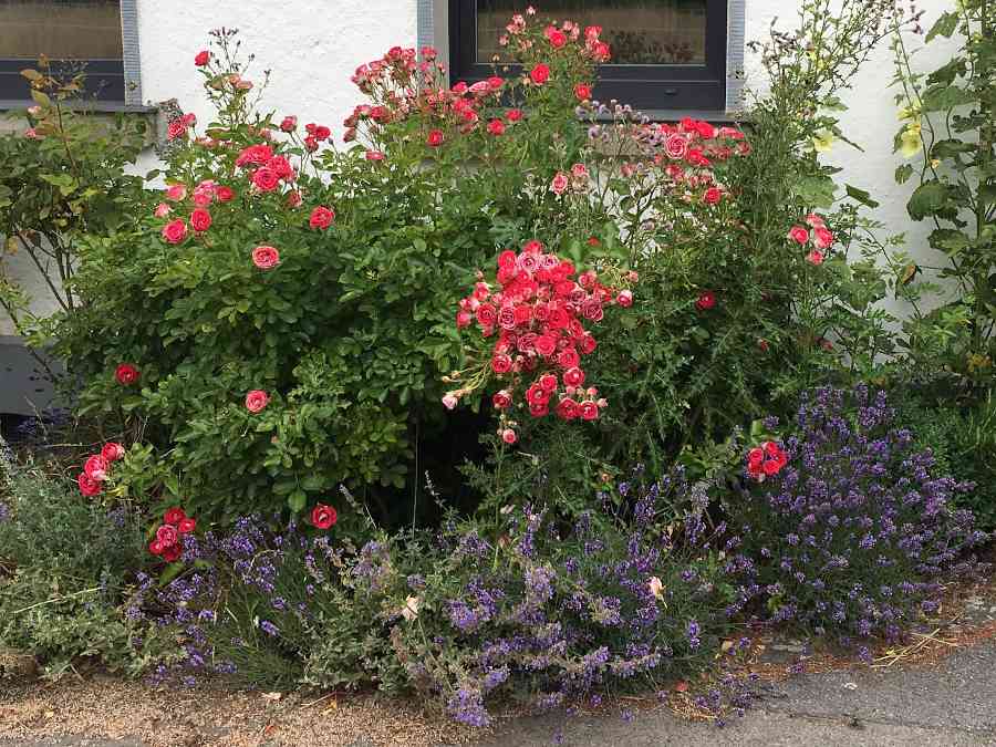 Vorgarten naturnah gestalten