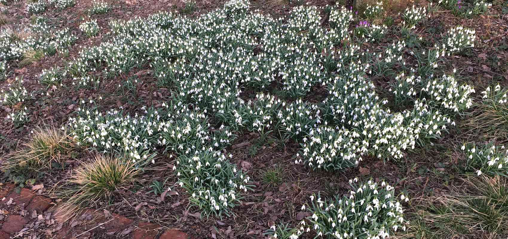 Frühblüher im Januar und Februar