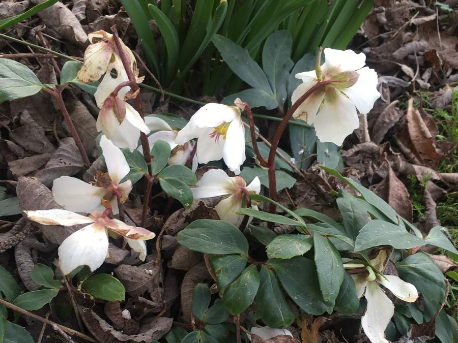 Frühblüher Schneerose (Helleborus niger)