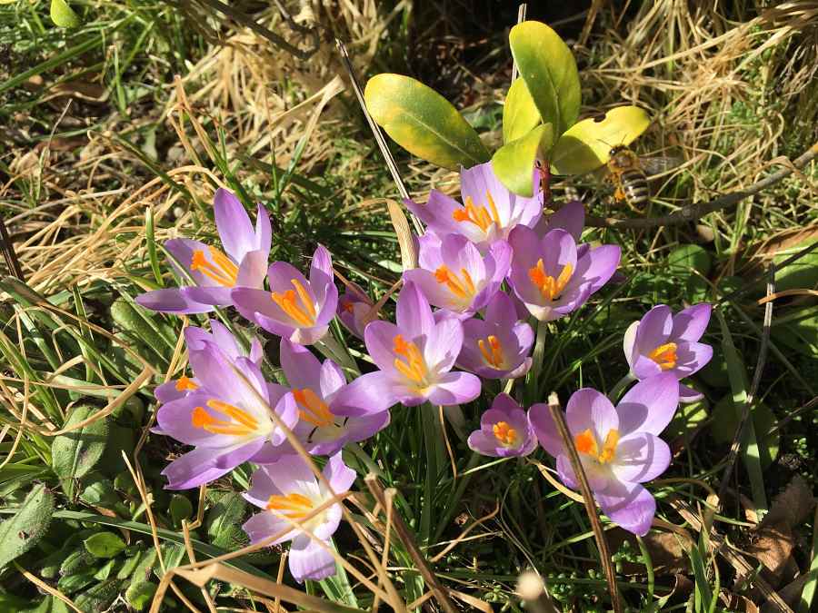 Krokusblüte im Februar