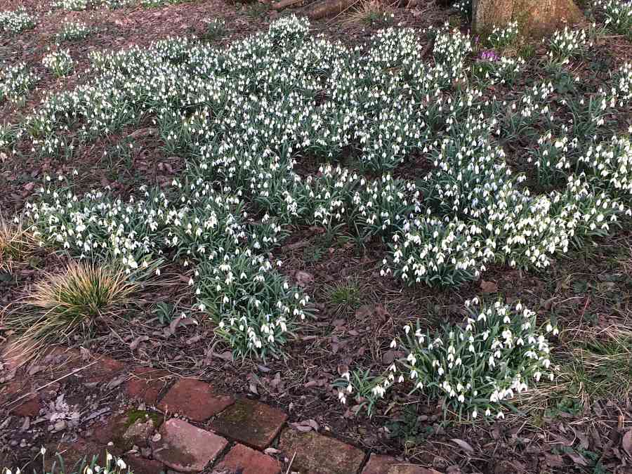 Schneeglöcken im Februar