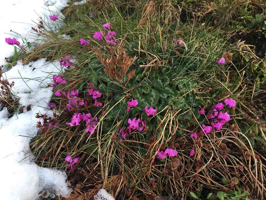 Wildes Alpenveilchen im Magerbeet