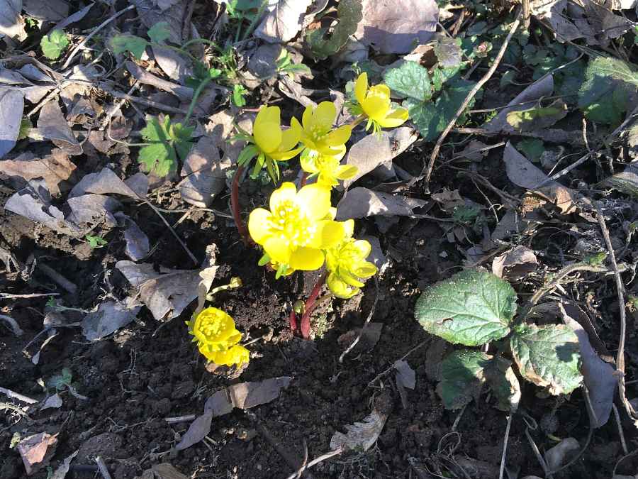 Winterlinge auf der Wiese