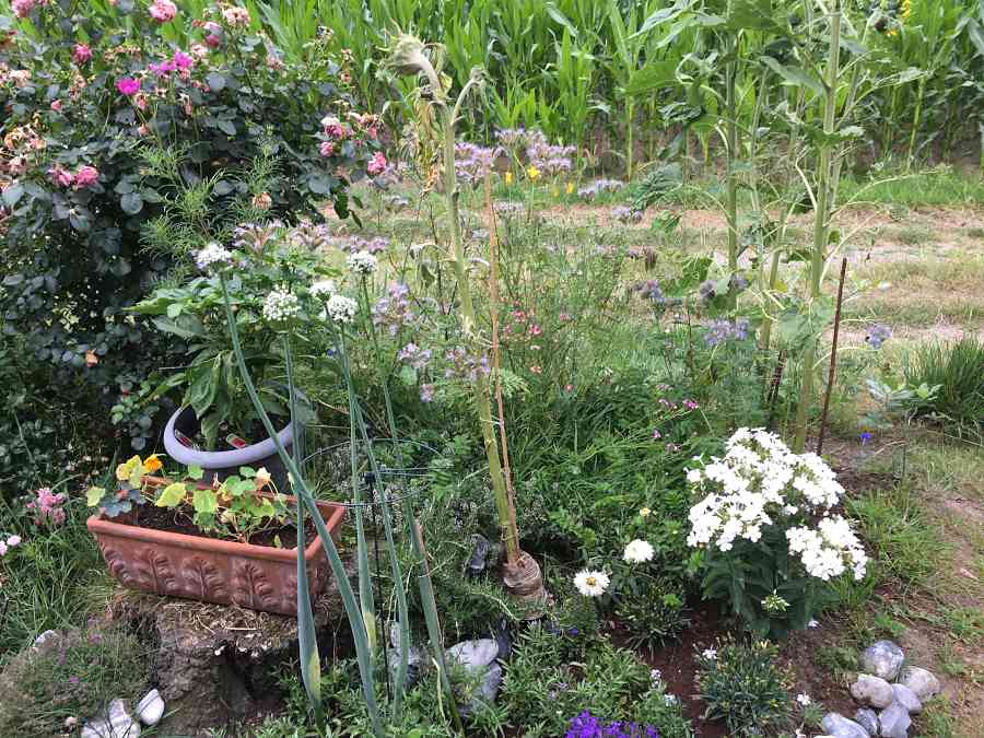 Blumen in der Hecke