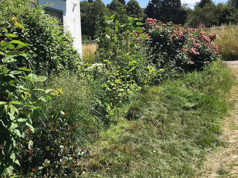 Gemischte heimische Wildhecke