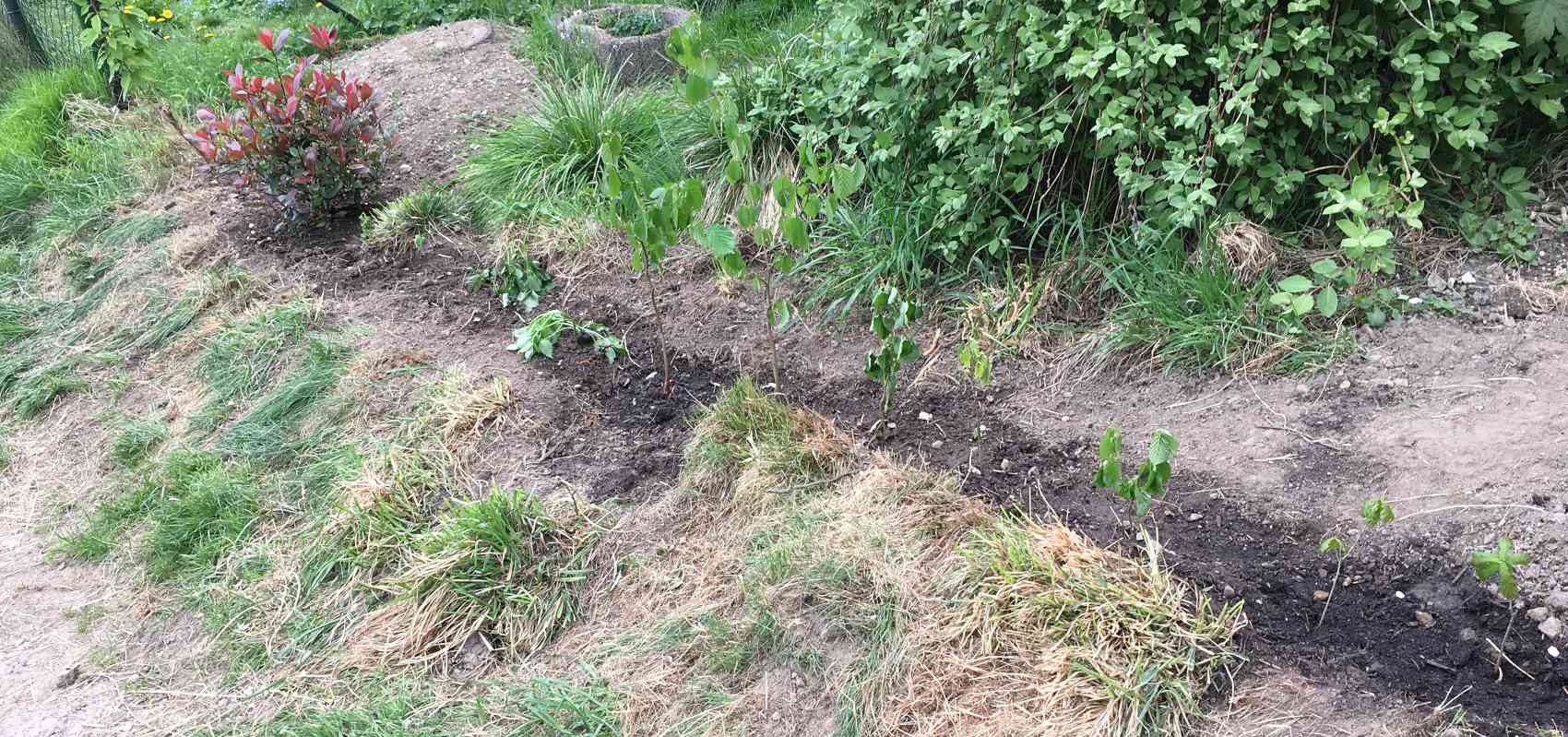 Heimische Wildhecke